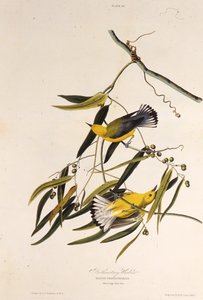 Protonotaarinen kotukka. Teoksesta The Birds of America, 1827-1838. tekijältä John James Audubon