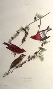 Violetti peippo. Teoksesta The Birds of America, 1827-1838. tekijältä John James Audubon