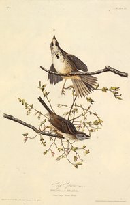 Laulu varpunen. Teoksesta The Birds of America, 1827-1838. tekijältä John James Audubon