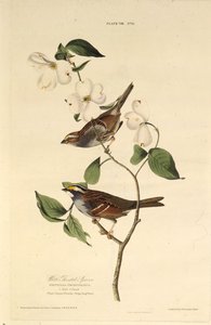 Valkokurkkuvarpunen. Teoksesta The Birds of America, 1827-1838. tekijältä John James Audubon