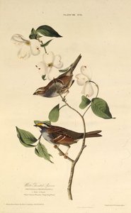 Valkokurkkuvarpunen. Teoksesta The Birds of America, 1827-1838. tekijältä John James Audubon