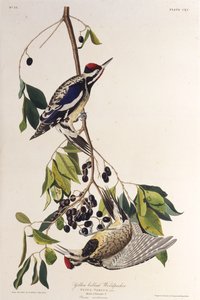 Keltavatsainen meteli. Teoksesta The Birds of America, 1827-1838. tekijältä John James Audubon