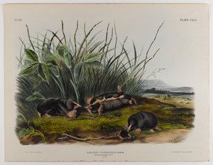 Townsends myyrä tekijältä John James Audubon