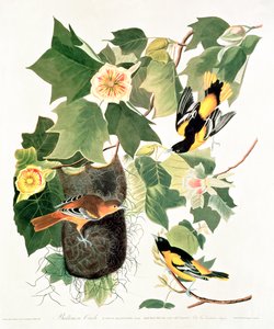 Tulppaanipuu: Liriodendron tulipifera, 