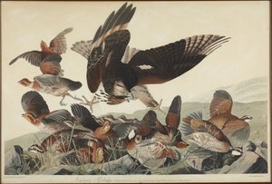 Virginianviiriäinen tekijältä John James Audubon