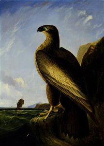 Washington merikotka tekijältä John James Audubon