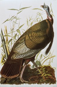 Wild Turkey, "Birds of America", julkaistu 1829 tekijältä John James Audubon