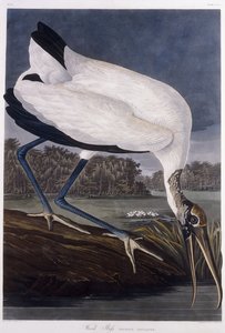 Puu Ibis tekijältä John James Audubon