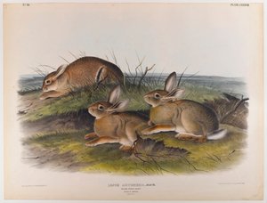 Mato metsäjänis tekijältä John James Audubon