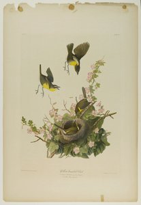 Yellow-reasted Chat, paina Julien Bien ja julkaisi Roe Lockwood & Son, 1861 (kromolitografia) tekijältä John James Audubon