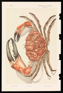 Tasmanian jättiläisrapu, Pseudocarcinus gigas