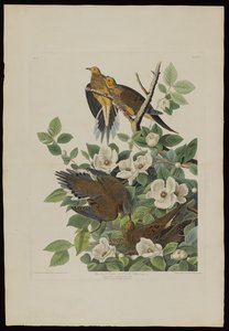 Carolina Pigeon tai Turtle Dove, Birds of Americasta, kaiverrus Robert Havell (1793-1878) tekijältä John James after Audubon