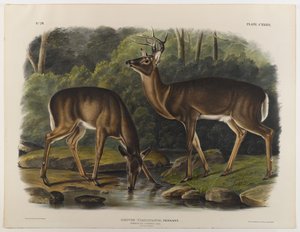 Common tai Virginia Deer, kaiverrus John T. Bowen (1801-c.1856) 1848