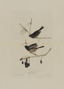 Snow Bird, Birds of Americasta, kaiverrus Robert Havell (1793-1878)