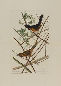 Towhe Bunting, Birds of Americasta, kaiverrus Robert Havell (1793-1878) tekijältä John James after Audubon