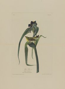 Vigers Vireo, Birds of Americasta, kaiverrus Robert Havell (1793-1878)
