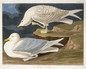 Valkosiipinen hopealokki, kaiverrus Robert Havell, Jr. (1793-1878), 1835 (käsinvärinen kaiverrus)