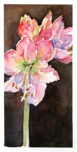 Amaryllis ruskealla taustalla, 2015, (akvarelli) tekijältä John Keeling