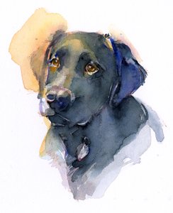 Musta labra, 2017, (akvarelli)