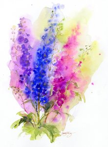 Delphinium, 2016, (akvarelli)