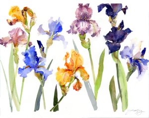 Iris, 2014, (akvarelli) tekijältä John Keeling
