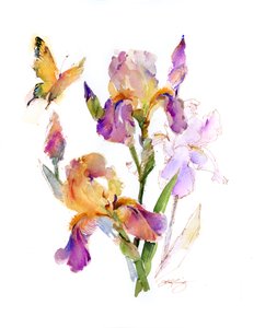 Iiris ja keltainen perhonen, 2016, (akvarelli)