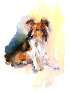 Sheltie-muotokuva, 2015, (akvarelli)