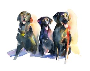 Kolme mustaa labraa, 2015, (akvarelli)