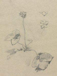 Anemone tekijältä John La Farge