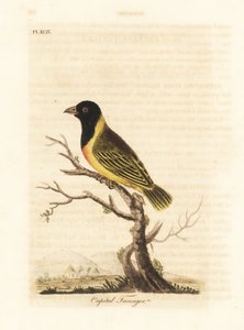 Mustapäinen keltakauluskutoja, Ploceus melanocephalus capitalis (Capital tanager, Tanagra capitalis). John Lathamin piirtämä ja kaiverrettu käsinvärinen kuparilevy omasta lintujen yleishistoriasta, Winchester tekijältä John Latham