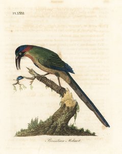 Sinikruunuinen motmotti, Momotus momota (Brasilian motmot, Momotus brasiliensis). John Lathamin piirtämä ja kaiverrettu käsinvärinen kuparilevy omasta lintujen yleishistoriasta, Winchester