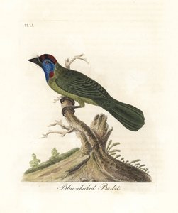 Sinikurkku- tai vuoribarbet, Psilopogon asiaticus. (Blue-cheeked barbet, Trogon asiaticus). John Lathamin piirtämä ja kaiverrettu käsinvärinen kuparilevy omasta lintujen yleishistoriasta, Winchester tekijältä John Latham