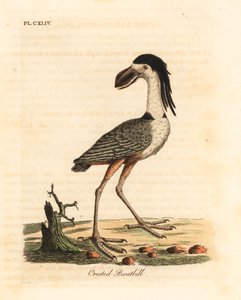 Venenokkahaikara, Cochlearius cochlearius (harja-venenokka, Cancroma cochlearia). John Lathamin piirtämä ja kaiverrettu käsinvärinen kuparilevy omasta lintujen yleishistoriasta, Winchester tekijältä John Latham