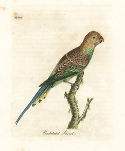 Budgerigar, Melopsittacus undulatus (Aaltomainen papukaija, Psittacus undulatus). John Lathamin piirtämä ja kaiverrettu käsinvärinen kuparilevy omasta lintujen yleishistoriasta, Winchester tekijältä John Latham