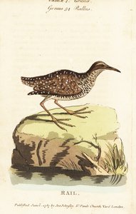 Buff-nauhakisko, Gallirallus philippensis tekijältä John Latham