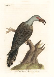 Kanavakäki, Scythrops novaehollandiae (Australasian sarvinokka). John Lathamin piirtämä ja kaiverrettu käsinvärinen kuparilevy omasta lintujen yleishistoriasta, Winchester