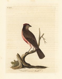 Harvinainen punasimpukka, Carduelis flammea (Crimson-crown peippo, Fringilla flammea). John Lathamin piirtämä ja kaiverrettu käsinvärinen kuparilevy omasta lintujen yleishistoriasta, Winchester tekijältä John Latham