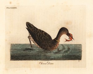 Aasiassa kalastukseen käytetty merimetso, ehkä suuri merimetso, Phalacrocorax carbo, tai japanilainen merimetso, Phalacrocorax capillatus. (Kiinalainen sukeltaja, Colymbus sinensis.) John Lathamin piirtämä ja kaivertama käsinvärinen kuparilevy omasta A Gen