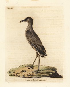 Kermanvärinen kursori, Cursorius-kursori (Cursorius europaeus). John Lathamin piirtämä ja kaiverrettu käsinvärinen kuparilevy omasta lintujen yleishistoriasta, Winchester tekijältä John Latham