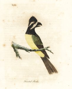 Harjakirkko, Falcunculus frontatus (etukilpi, Lanius frontatus). John Lathamin piirtämä ja kaiverrettu käsinvärinen kuparilevy omasta lintujen yleishistoriasta, Winchester tekijältä John Latham