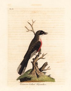 Crimson vatsa perhosieppo, Muscicapa coccinigastra. Tuntematon lintulaji kopioitu Port Jackson Painterin kuvituksesta. John Lathamin piirtämä ja kaiverrettu käsinvärinen kuparilevy omasta lintujen yleishistoriasta, Winchester tekijältä John Latham