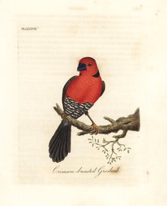 Crimson-rintinen grosbeak. Tuntematon tai mahdollisesti sukupuuttoon kuollut Afrikasta kotoisin oleva metsikkölaji. John Lathamin piirtämä ja kaiverrettu käsinvärinen kuparilevy omasta lintujen yleishistoriasta, Winchester tekijältä John Latham