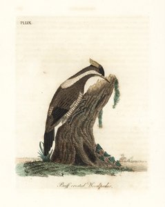 Punatikka, Campephilus melanoleucos (Picus melanoleucus). Perustuu Leverianin museossa olevaan skiniin. John Lathamin piirtämä ja kaiverrettu käsinvärinen kuparilevy omasta lintujen yleishistoriasta, Winchester tekijältä John Latham
