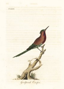 Crimson sunbird, Aethopyga siparaja seheriae (Goulpourah Creeper). John Lathamin piirtämä ja kaiverrettu käsinvärinen kuparilevy omasta lintujen yleishistoriasta, Winchester tekijältä John Latham