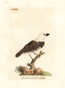 Timanttinen tulipyrstö, Stagonopleura guttata (täpläsivuinen timantti, Fringilla leucocephala). John Lathamin piirtämä ja kaiverrettu käsinvärinen kuparilevy omasta lintujen yleishistoriasta, Winchester tekijältä John Latham