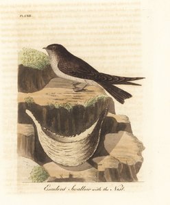Syötävä pesäpiippu, Aerodramus fuciphagus ja sylkipesä, jota käytetään linnunpesäkeitossa. (Esculent pääskynen, Hirundo esculenta.) John Lathamin piirtämä ja kaiverrettu käsinvärinen kuparilevy omasta lintujen yleishistoriasta, Winchester