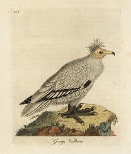 Egyptiläinen korppikotka, Neophron percnopterus ginginianus.1824 (kaiverrus) tekijältä John Latham