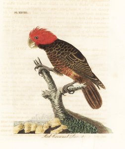 Joukkokakadu, Callocephalon fimbriatum (punakruunuinen papukaija, Psittacus galeatus). John Lathamin piirtämä ja kaiverrettu käsinvärinen kuparilevy omasta lintujen yleishistoriasta, Winchester tekijältä John Latham