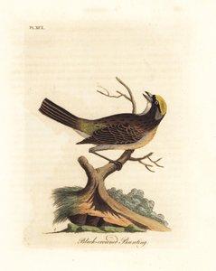 Kultakruunuinen varpunen, Zonotrichia atricapilla (mustakruunuinen särmä, Emberiza atricapilla). John Lathamin piirtämä ja kaiverrettu käsinvärinen kuparilevy omasta lintujen yleishistoriasta, Winchester tekijältä John Latham