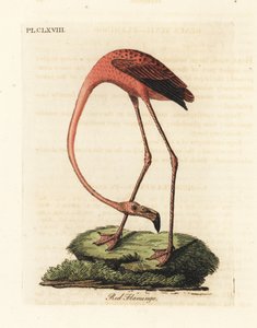 Suurflamingo, Phoenicopterus roseus tai amerikkalainen flamingo, Phoenicopterus ruber (punainen flamingo, Phaenicopterus ruber). John Lathamin piirtämä ja kaiverrettu käsinvärinen kuparilevy omasta lintujen yleishistoriasta, Winchester